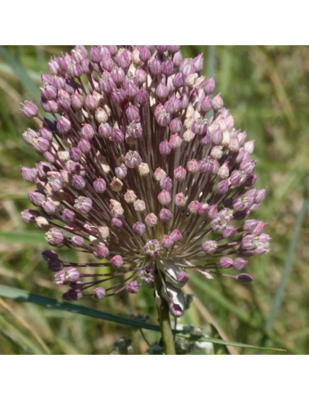 Poireau perpétuel - Allium ampeloprasum