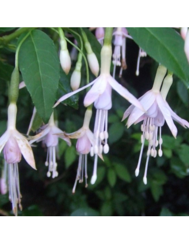 Fuchsia de magellan alba