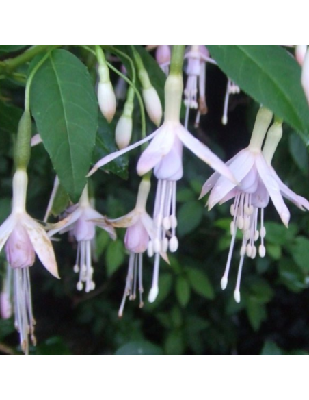 Fuchsia de magellan alba