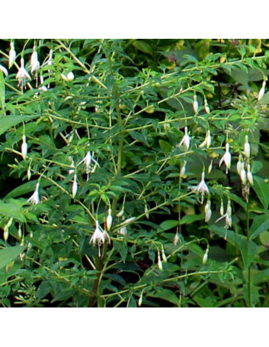 Fuchsia de magellan alba