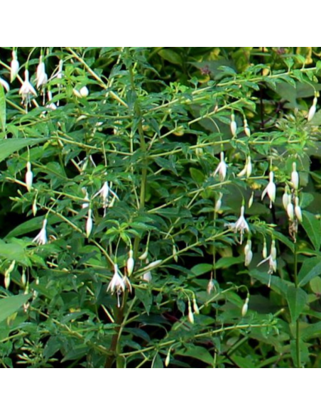 Fuchsia de magellan alba