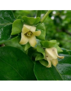 Plaqueminier Tipo - Diospyros kaki 2