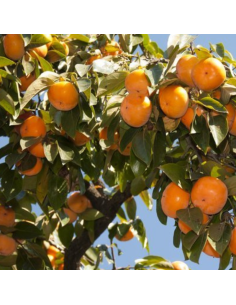 Plaqueminier Tipo - Diospyros kaki