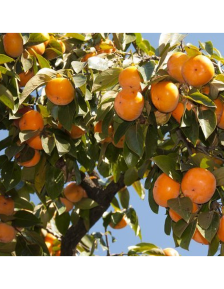 Plaqueminier Tipo - Diospyros kaki