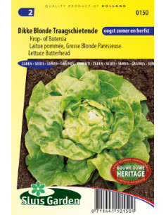 Semences Laitue grosse blonde
