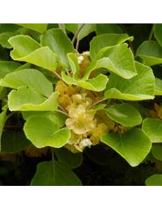 Kiwi mâle - Actinidia Deliciosa Atlas