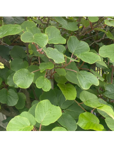 Kiwi mâle - Actinidia Deliciosa Atlas 2