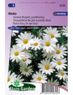 Semences Marguerite vivace Alaska - Leucanthemum vulgare...