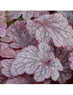 Heuchère "Plum pudding"
