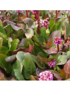 Plante des savetiers Winterglut 2