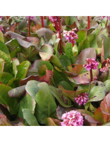 Plante des savetiers Winterglut