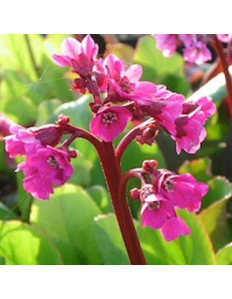 Plante des savetiers Winterglut