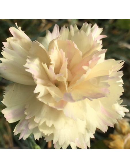 Oeillet mignardise Devon Cream