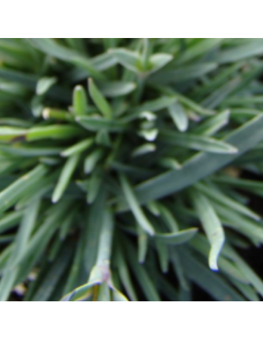 Oeillet mignardise Devon Cream