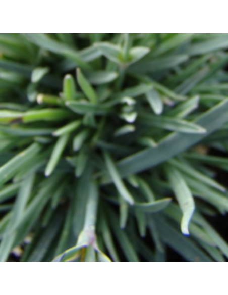 Oeillet mignardise Devon Cream