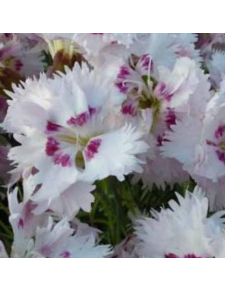 Oeillet mignardise Ine