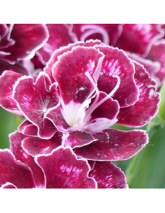 Oeillet mignardise Romeo - Dianthus Allwoodii Romeo