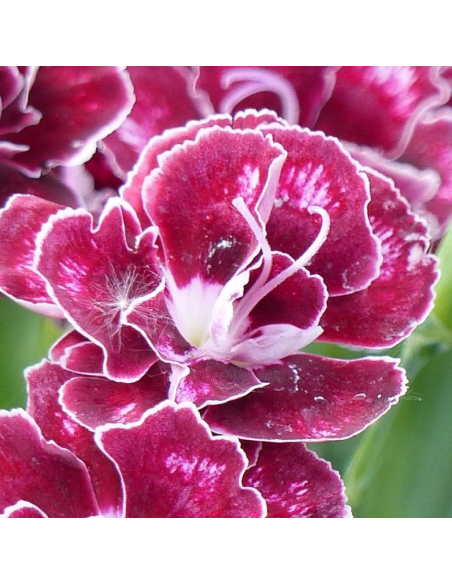 Oeillet mignardise Romeo - Dianthus Allwoodii Romeo