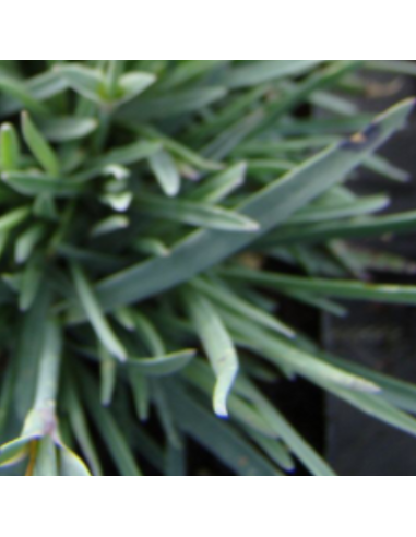 Oeillet mignardise Romeo - Dianthus Allwoodii...