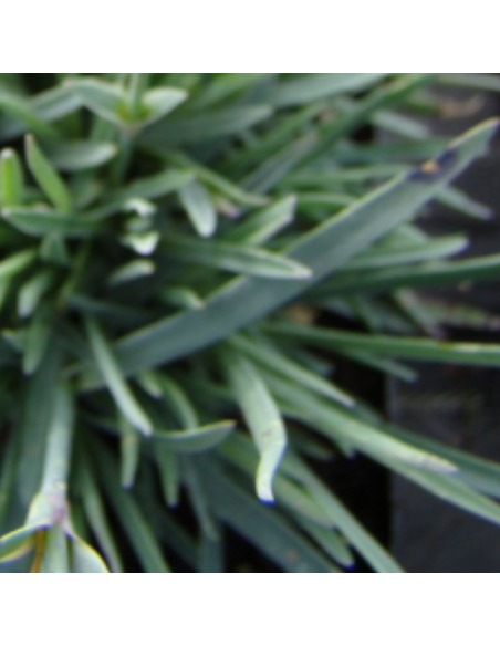 Oeillet mignardise Romeo - Dianthus Allwoodii Romeo