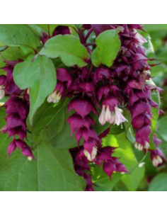Arbre aux faisans Purple Rain - Leycesteria formosa...