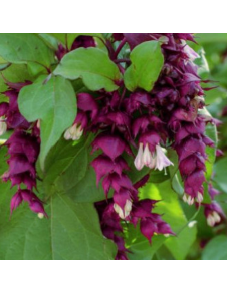 Arbre aux faisans Purple Rain - Leycesteria formosa Purple Rain