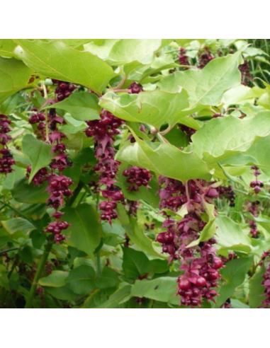 Arbre aux faisans Purple Rain - Leycesteria...