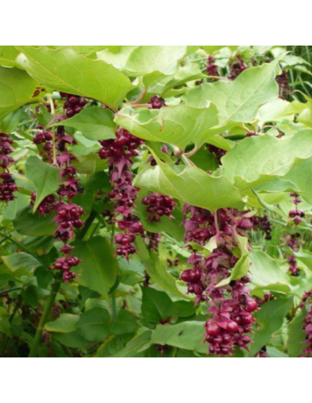Arbre aux faisans Purple Rain - Leycesteria formosa Purple Rain