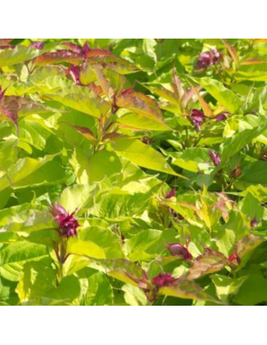 Arbre aux faisans Golden Lanterns - Leycesteria...