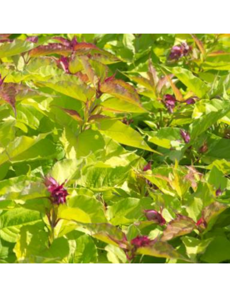 Arbre aux faisans Golden Lanterns - Leycesteria formosa Golden lanterns