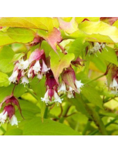Arbre aux faisans Golden Lanterns - Leycesteria formosa...