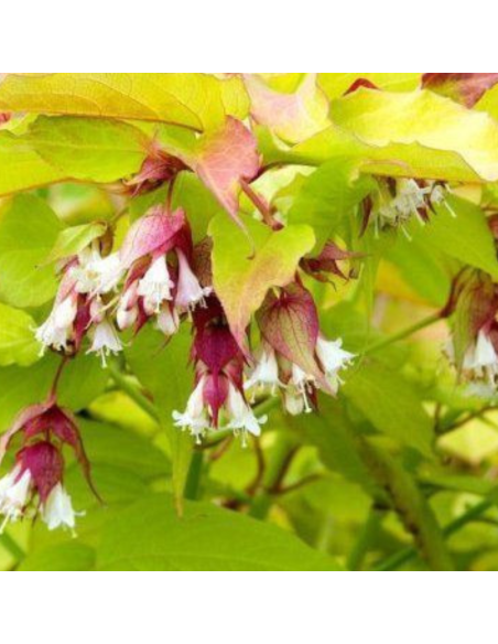 Arbre aux faisans Golden Lanterns - Leycesteria formosa Golden lanterns