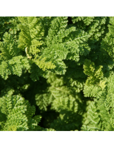 Tanaisie crispée - Tanacetum vulgare crispum 2