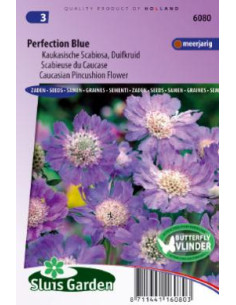 Semences Scabieuse du Caucase - Scabiosa caucasica...