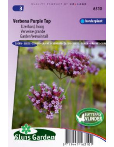 Semences Verveine de Buenos Aires Purple Top - Verbena...