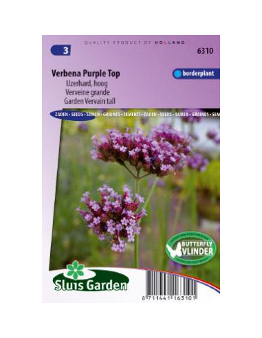 Semences Verveine de Buenos Aires Purple Top - Verbena bonariensis purple top