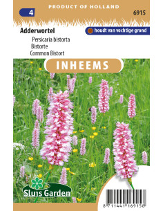 Semences Renouée bistorte - Persicaria bistorta