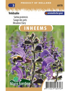 Semences Sauge des près - Salvia pratensis