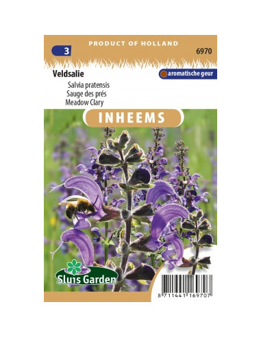 Semences Sauge des près - Salvia pratensis