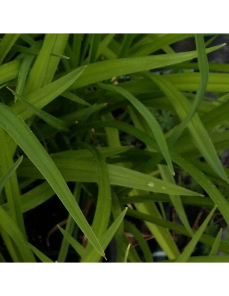 Hémerocalle Chicago sunrise