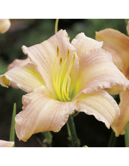 Hémerocalle Luxury Lace