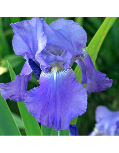 Iris des jardins Bleu de Gien