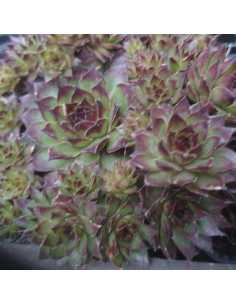 Joubarbe Dark beauty - Sempervivum Dark beauty 2