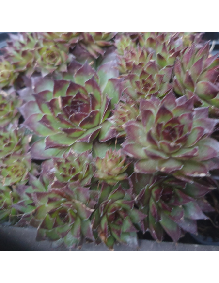 Joubarbe Dark beauty - Sempervivum Dark beauty