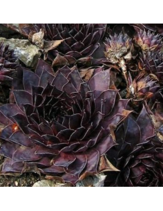 Joubarbe Dark beauty - Sempervivum Dark beauty