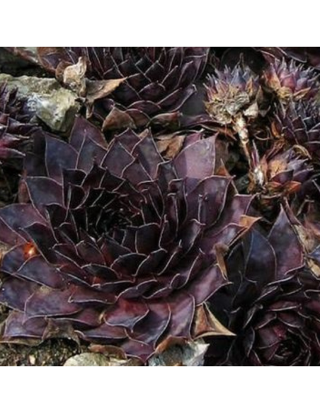 Joubarbe Dark beauty - Sempervivum Dark beauty
