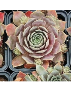 Joubarbe hybride Feldmaier - Sempervivum Feldmaier 2