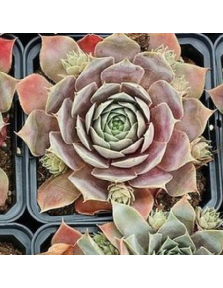 Joubarbe hybride Feldmaier - Sempervivum Feldmaier