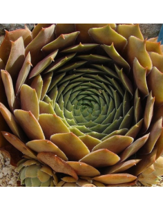 Joubarbe hybride Feldmaier - Sempervivum Feldmaier