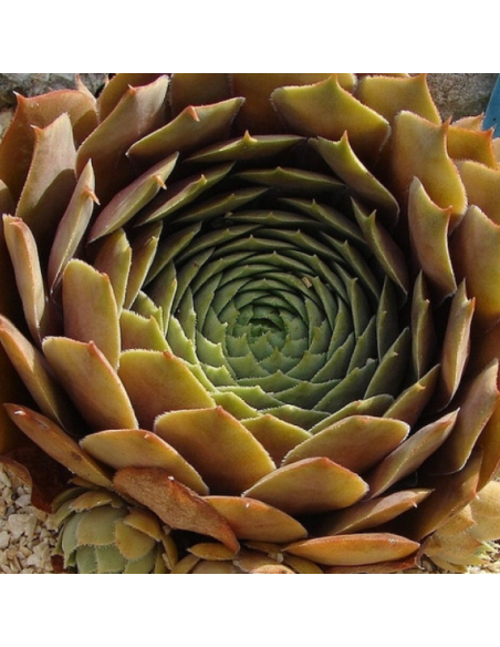 Joubarbe hybride Feldmaier - Sempervivum Feldmaier